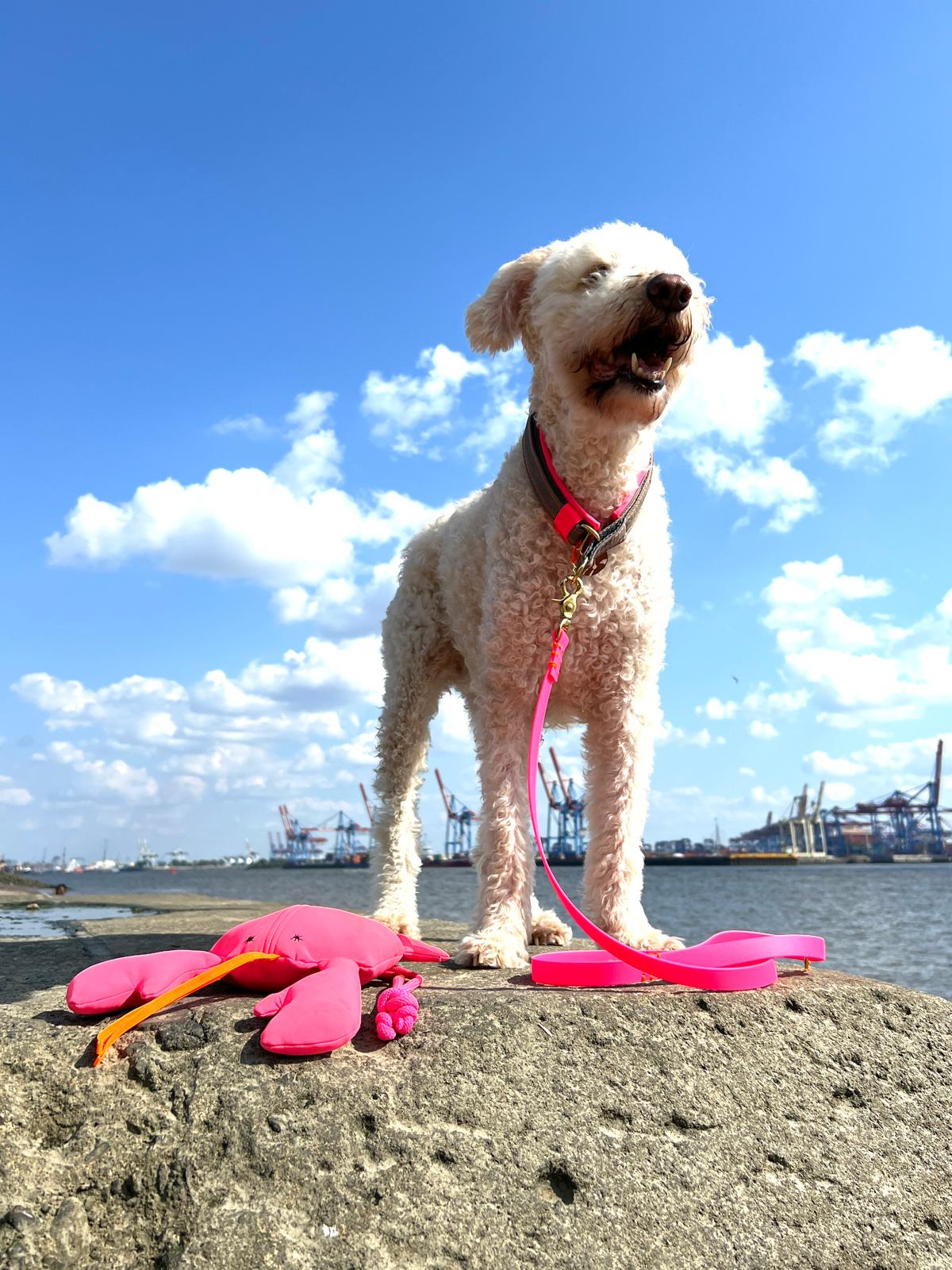 Dog with a soft apportle toy