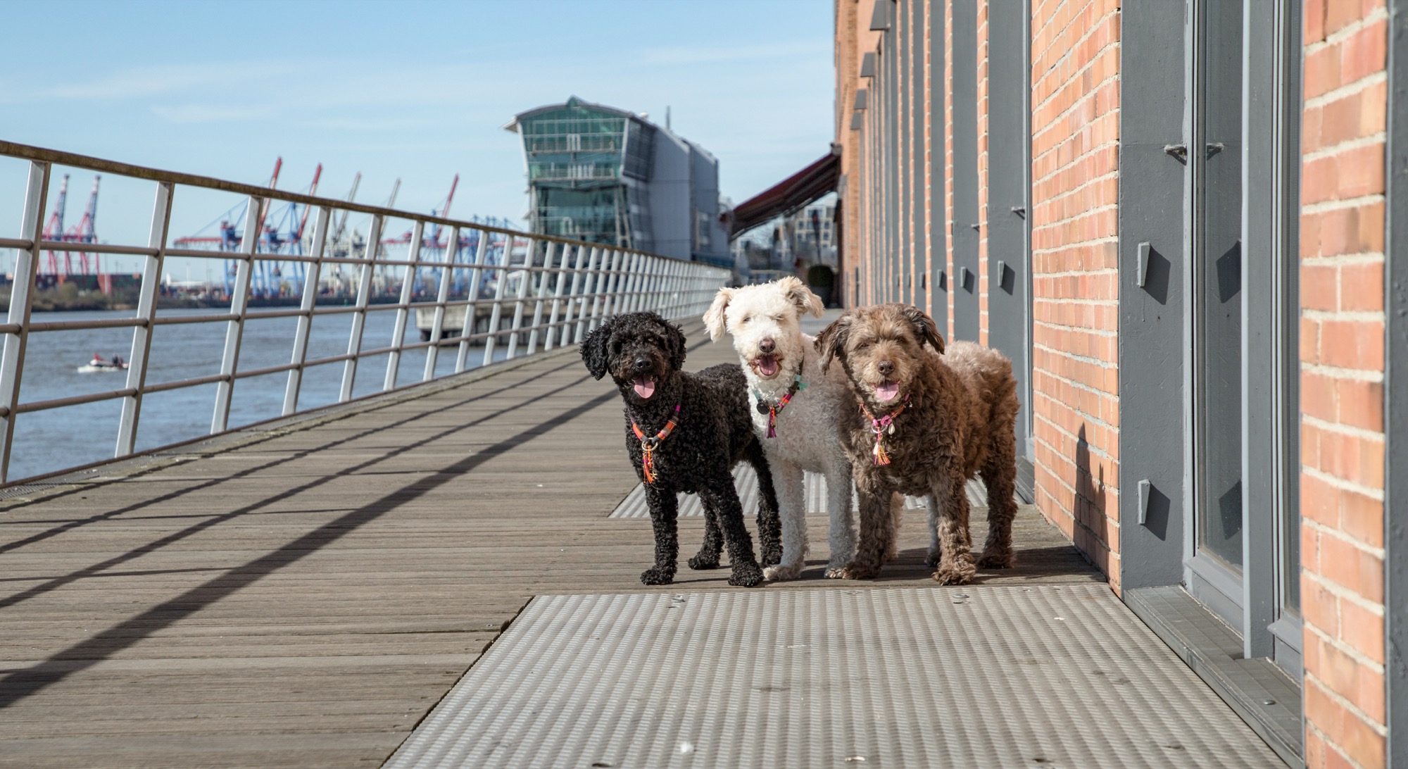 All three Elbgirls on the Hamburg waterfront
