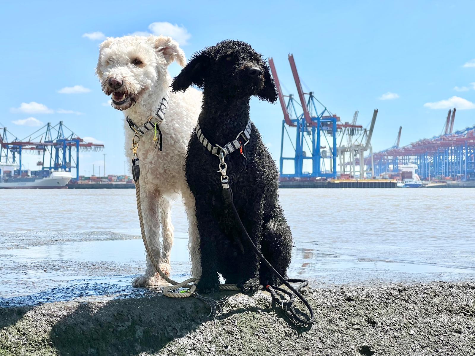 Two dogs at the harbour wearing Elbband harnesses