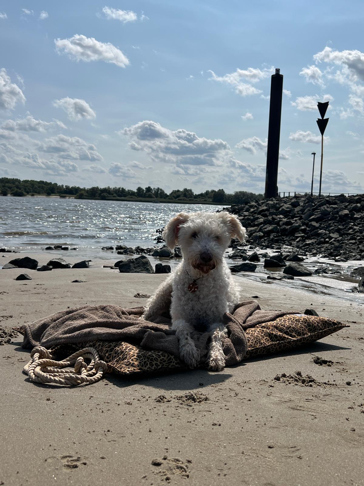 Dog on a blanket