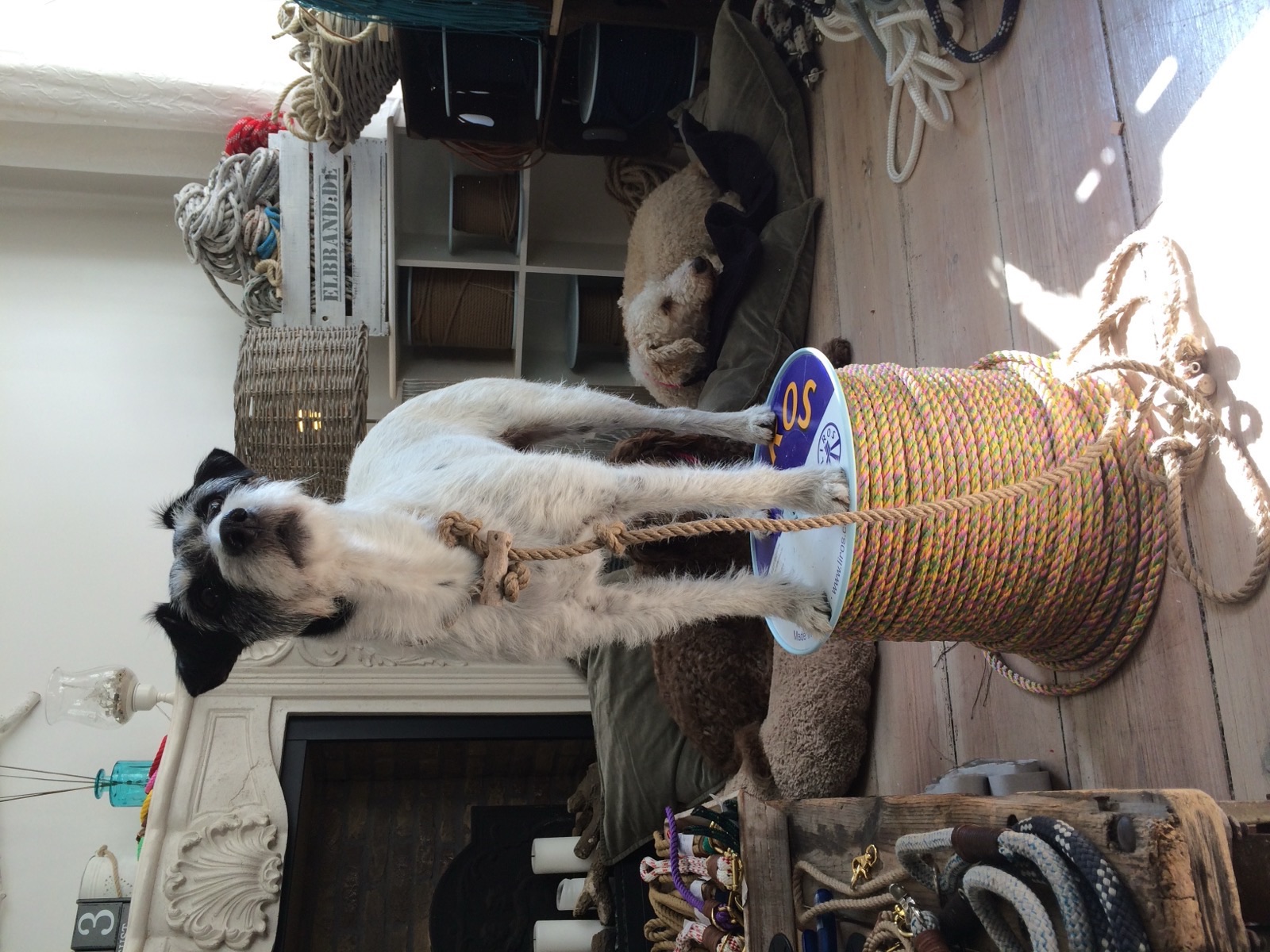 The early Elbband atelier with a dog and a spool of rope