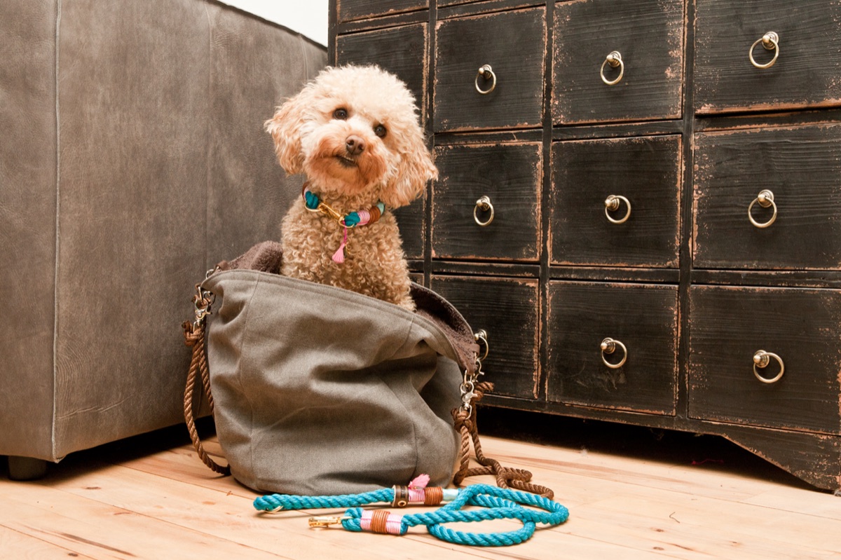 Dog with an Elbband bag