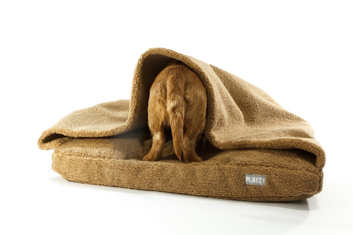 A dog in an Elbband snuggle bed