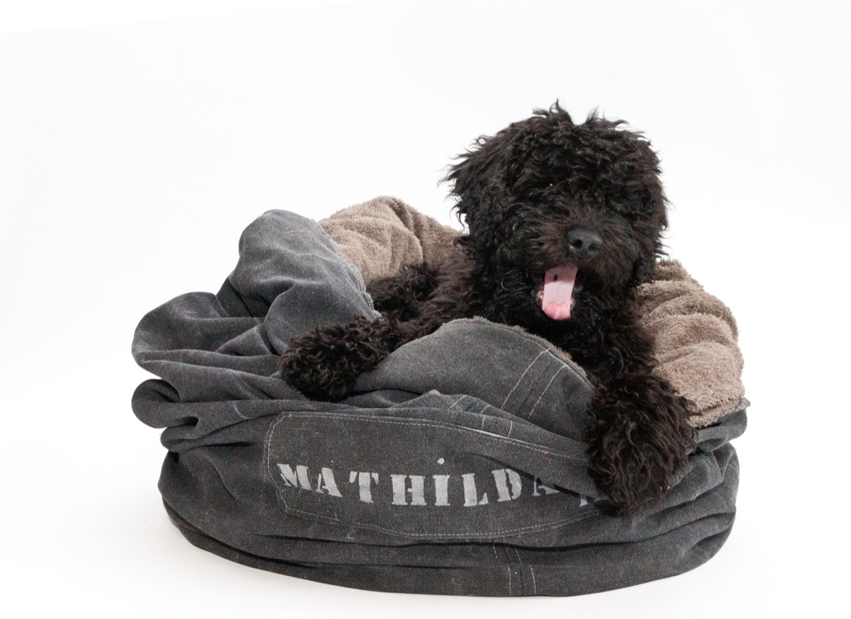 A dog on an early Elbband bed