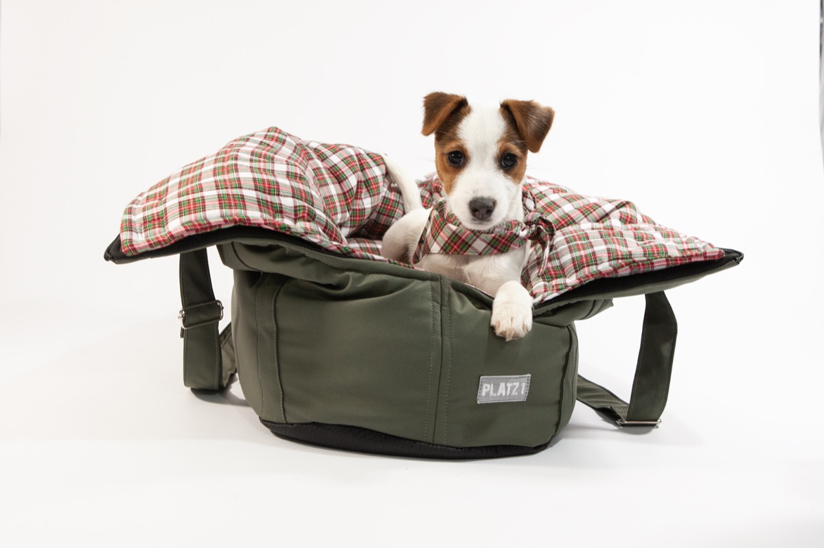 A dog in an Elbband carrier