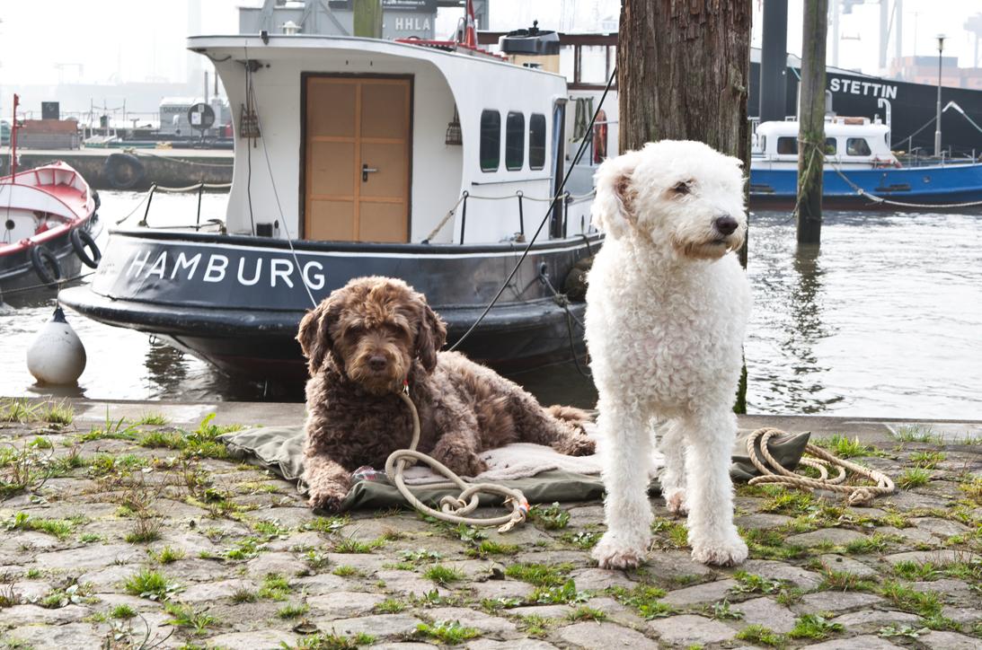 Two dogs in front of a harbour boat